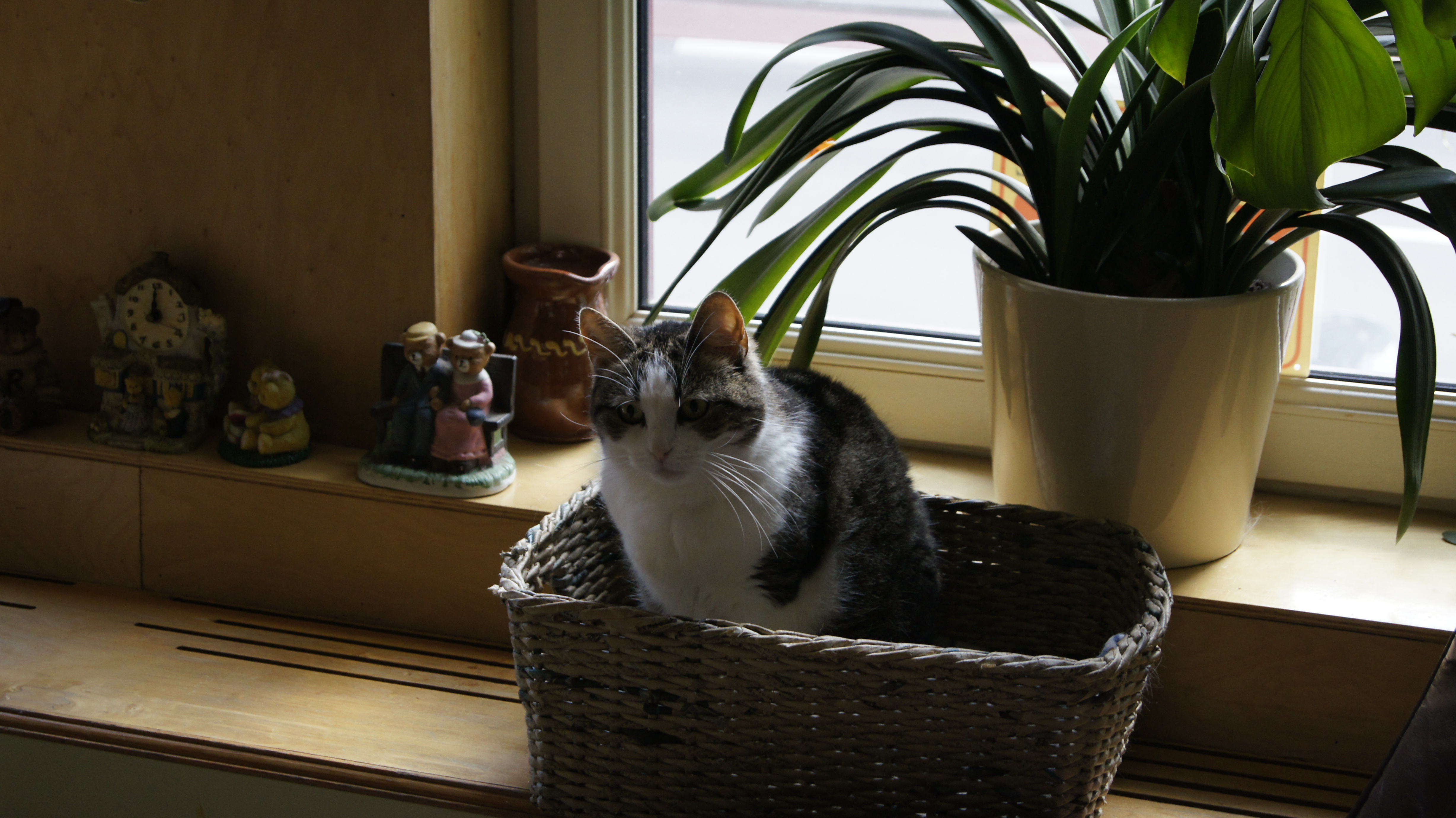 SONY DSC